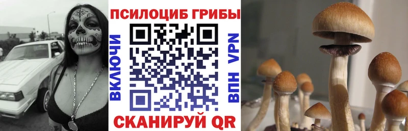 Купить где  Чухлома  Галлюциногенные грибы Psilocybe 